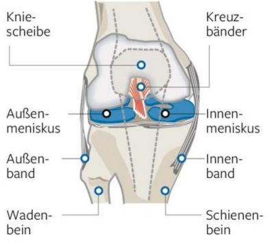 Die Menisken im Kniegelenk